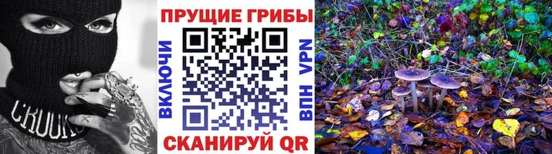 Купить где  Теберда  Галлюциногенные грибы Psilocybine cubensis 